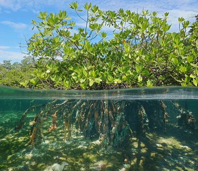 Near-Shore Ecosystems